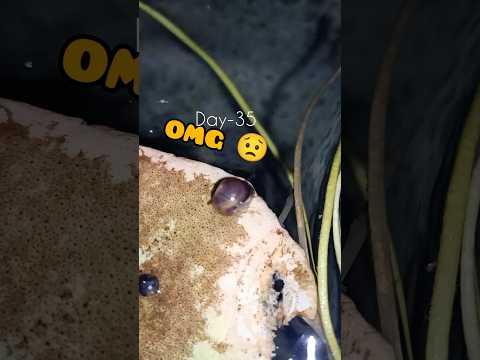 amazing time-lapse of a water snail exploring its world! 🐌✨ #timelapse #snail #aquariumlife #shorts
