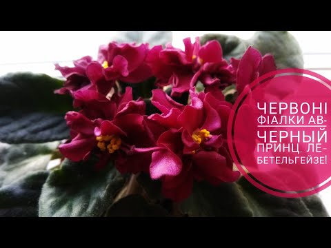 Червоні фіалки АВ-Черный Принц та ЛЕ-Бетельгейзе (Бонус Gillian та ЛЕ-Парнасская Роза)