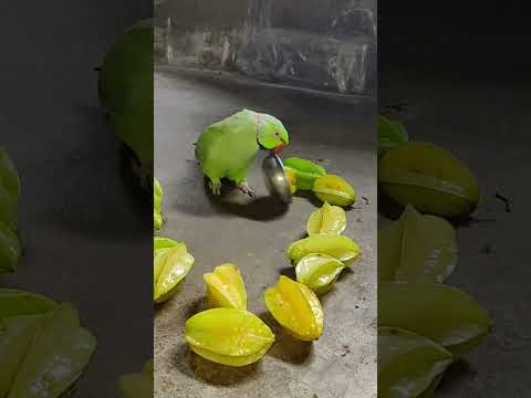 parrot angry 😡 reaction 😠🦜🦜