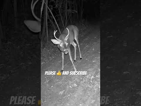 Curious Young Buck Caught on Camera at Night | Up Close 4 Point Deer Encounter 🦌 #shorts