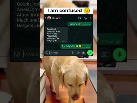 #memes #story #dog #shorts #pets