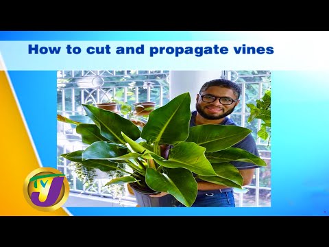 How to Cut & propagate Vines: TVJ Smile Jamaica - June 16 2020