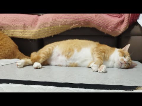 猫の動画サムネイル - ぼーちゃんライブ配信中！