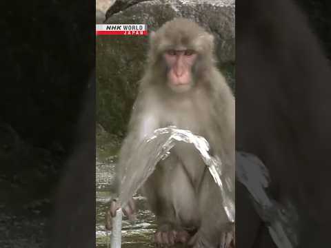 Keeping cool in the monkey poolーNHK WORLD-JAPAN NEWS #shorts