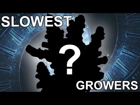 Top 5 Slowest Growing Corals in the Hobby – The  Think your coral is growing slow? In this video, we count down the Top 5 slowest growing corals in t