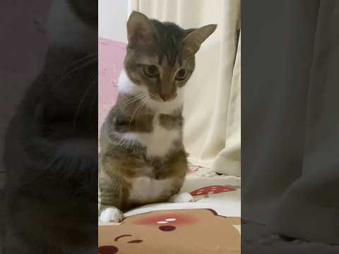 猫の動画サムネイル - manbo hayaku nailong AaAaAaAa🐱🦖#dinocattutu#deadman