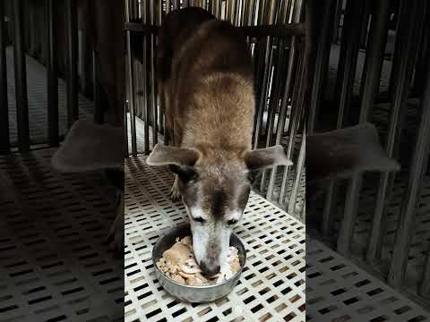 老蘇都是固定使用同一品牌的老犬飼料，避免不同的飼料造成狗狗腸胃不適應，泡軟後加入任何寵物罐頭及鮮食，若有胃口不佳或挑食的狗狗，家樂福的烤雞非常好用