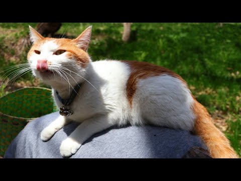 猫の動画サムネイル - ちろぽんさばじろうとこごみ収穫して産直へ　2025　250504