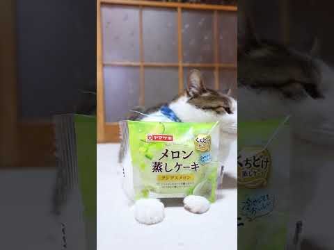 猫の動画サムネイル - メロン蒸しケーキ　アンデスメロン　250613 #cat #ねこ #ネコ #cute #猫のいる暮らし　#のせ猫 #kitten #cutecat #kitty