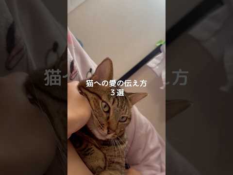 猫の動画サムネイル - 猫への愛の伝え方3選 #猫 #ねこ #猫のいる暮らし #ねこのいる生活 #保護猫 #猫好きさんと繋がりたい #猫との暮らし #猫動画 #猫のいる生活 #猫好き #ねこ動画 VOICEVOX:ずんだもん
