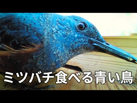 ミツバチを襲う野鳥対策
