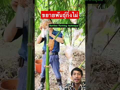 ขยายพันธุ์กิ่งไผ่ง่ายมาก￼farm