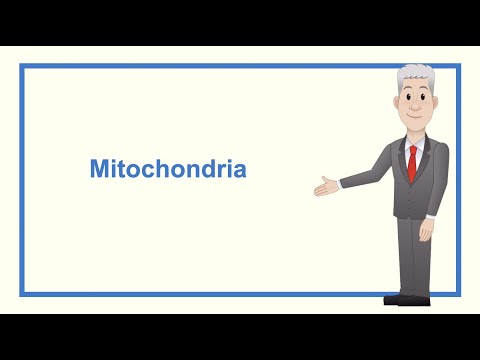 A Level Biology Revision “Mitochondria”
