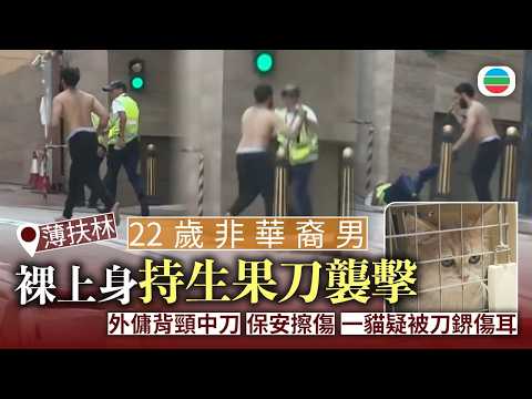 薄扶林22歲非華裔男子涉持生果刀襲擊兩人傷　一隻貓疑被刀鎅傷耳朵｜香港新聞｜無綫新聞｜TVB News｜2026/08/10
