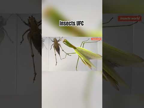 Insects UFC,mantis quickly hunting #insects