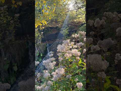 🍂 Зупинились на хвилинку… і закохались😍 | #поляницькийводоспад