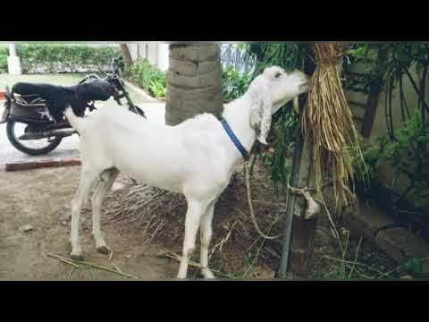 Eid ul Azha 2019 Bakra.