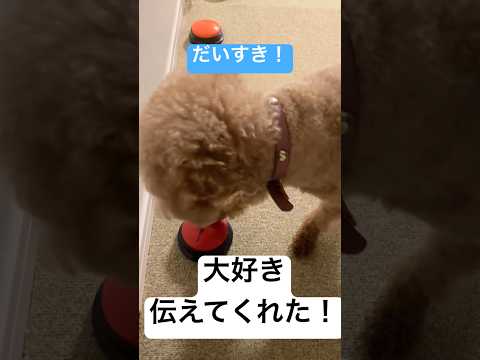 【トイプードル】大好きを伝える犬【会話ボタン】 #トイプードル #癒し #犬のいる生活 #トイプー #可愛い #toypoodle #プードル #かわいい #犬のいる暮らし