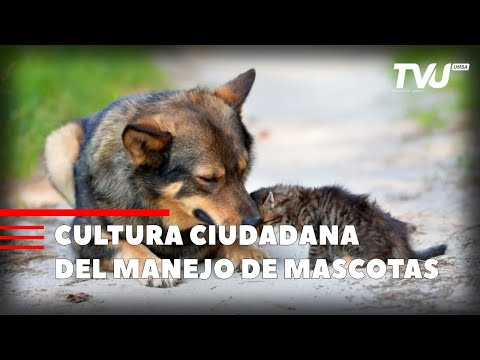 CULTURA CIUDADANA DEL MANEJO DE MASCOTAS