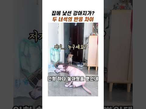 집에 낯선 강아지가 왔을때 반응 #<strong>귀여운강아지</strong> #댕댕이 #웃긴강아지