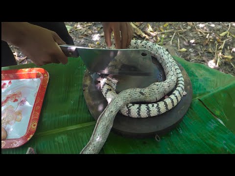 DaLy Cooking Cookingsnakeatthemountain.