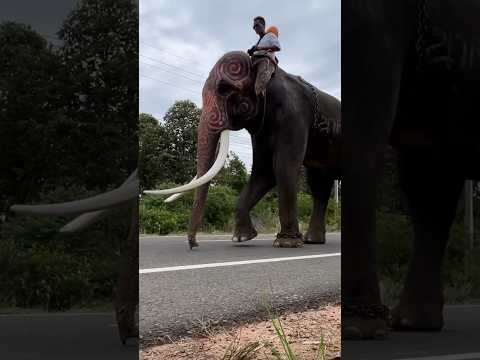 พลายบัวบาน  ELEPHANT THAILAND  ของแทร่ๆๆๆๆviralshortsanimeelephantindiaviralvideoyearofyouช