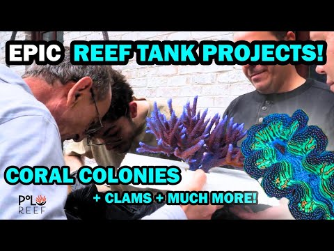CORAL UNBOXING + AQUARIUM AQUASCAPE & MORE! The Polo Reef team takes on a wild day of reefkeeping madness!

     First up_ aquascaping the new d