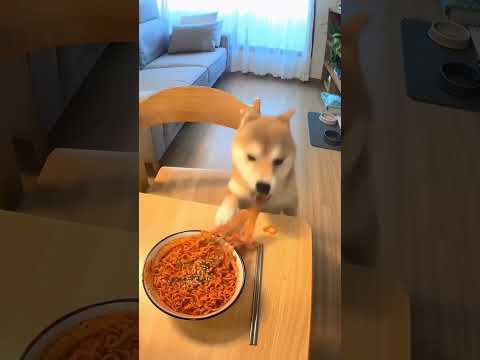 불닭볶음면을 왜 먹어