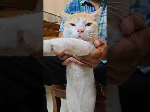 Cat's Secret Bollywood moves (Dance)😂|| বিড়ালের উরাধুরা নাচুনি