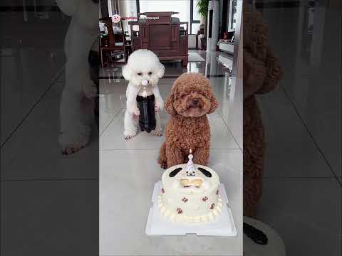 ​😂 Funny birthday mix up! Giant fan gives Bichon a crazy new hairstyle! 🎂 #shorts #funnydogs #puppy