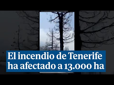 El incendio de Tenerife deja más de 13.000 hectáreas devastadas