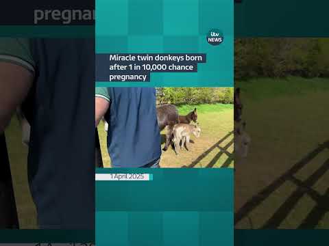 Miracle twin donkeys born in Pembrokeshire after a one in 10,000 chance pregnancy | ITV News