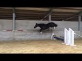 Springpaard 2 jarige merrie uit topstam /SOLD !!!!