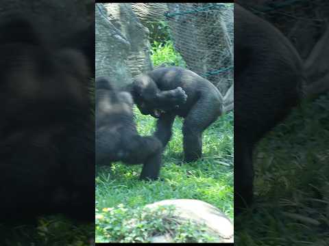 funny #gorilla 💦🤣 #gorillatag #taipeizoo #金剛猩猩 #台北市立動物園 #zoo #shorts サムネイル