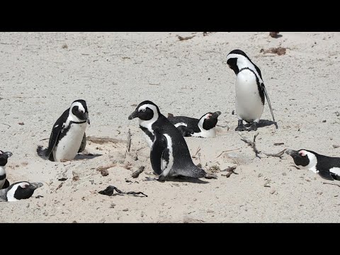 South Africa scientists sound alarm on nearly 'extinct' penguin species | AFP