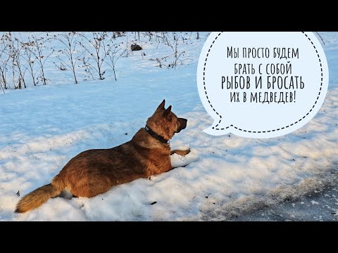 (Подкаст) трындёж о медведях-соседях под прогулку с Псом Кубиком. В лес теперь не ходить? 