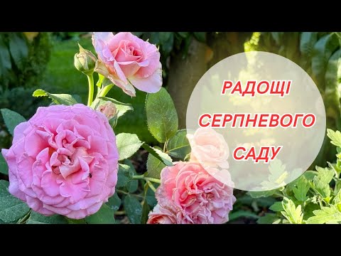 За крок до осені 🍂 Як почувається сад у серпні? Міскантуси, троянди та плани на майбутнє!