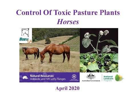 Control of Toxic Pasture Plants (Horses)