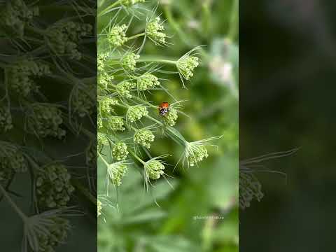 White collars ladybug #nature #miraculousnature #bug #ladybuglove #insect #ladybug #ladybird