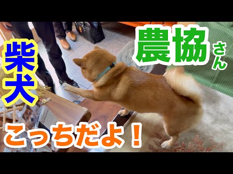 【柴犬】農協さん、こっちだよ！