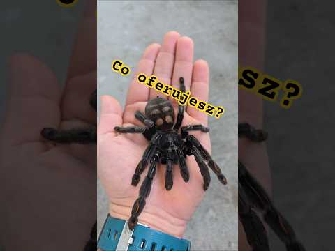 Psalmopoeus irminia #spider #levelup