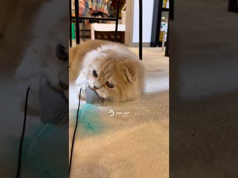 うーうーが止まらないししまる😂 #猫 #cat #猫のいる暮らし