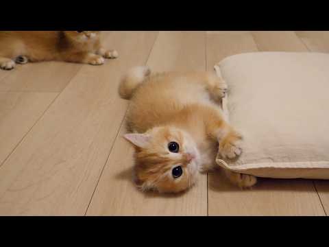 Here is a battle without honor over a cushion between kittens Poco and Pino!