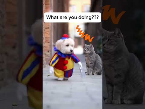 Is Halloween today? #cats #dogshorts #halloween