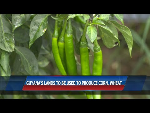 Guyana's Lands To Be Used To Produce Corn, Wheat