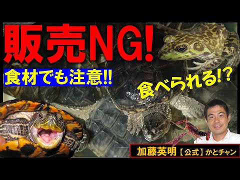 売ったら逮捕！食材用でもNG！カミツキガメ、アカミミガメ、ウシガエル、アメリカザリガニ！生体販売禁止！外来生物法 Alien Species Act. Trade NG!≫ 加藤英明【公式】かとチャン