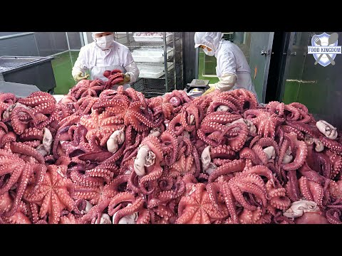 역대급 생산현장! 한번에 2,000KG 생산하는 자숙문어 대량생산 / Parboiled Octopus Mass Production - Korea Seafood Factory