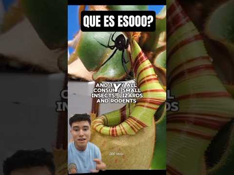 ¡El depredador vegetal que te dejará boquiabierto! La Fascinante Máquina de Cazar de la Nepenthes