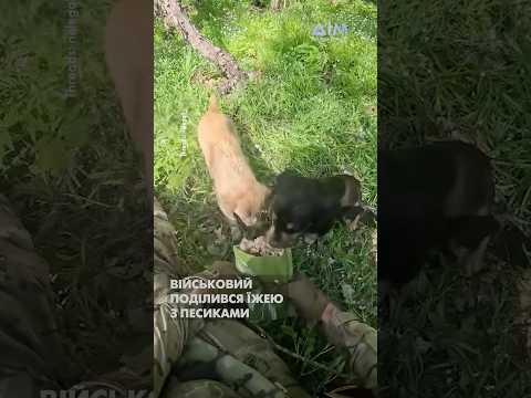 🥹 Військовий поділився їжею з песиками. Маленький вчинок, у якому стільки людяності❤️🩹
