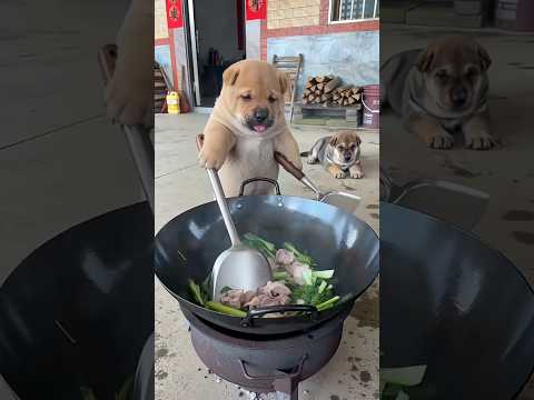 Funny Dog <strong>Cooking</strong>! #funny #comedy #funnyvideo